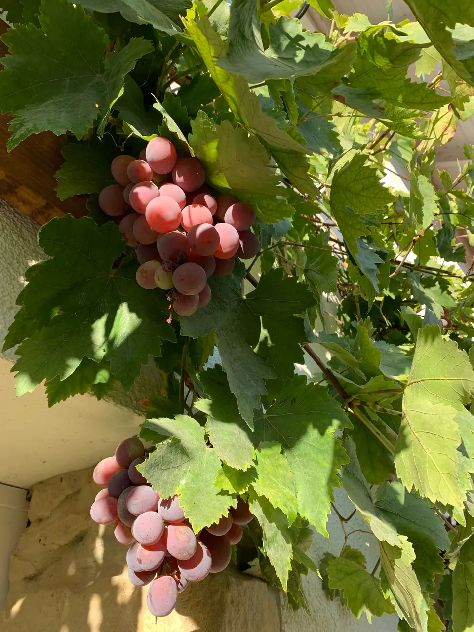 Rote Trauben an der Hauswand