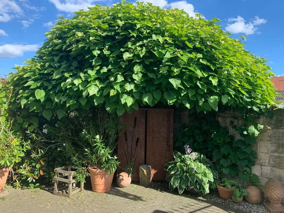 Grün bewachsene Laube im Hof