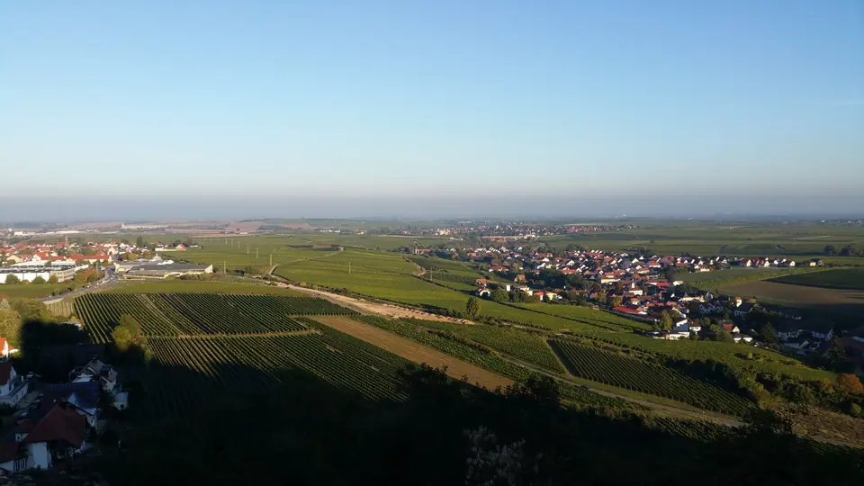 Blick über die Weinberge der Pfalz, aufgenommen auf einer unserer Pfalzfahrten